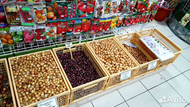Лук-севок на посадку Лук-севок на посадку