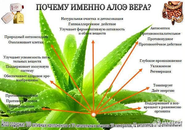 Алоэ вера Алоэ вера