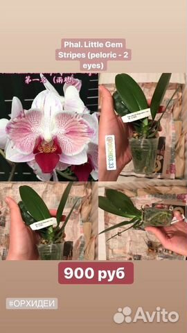 Phal. Little Gem Stripes (peloric - 2 eyes) Phal. Little Gem Stripes (peloric - 2 eyes)