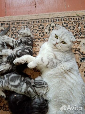 Шотландские вислоухие котята Шотландские вислоухие котята