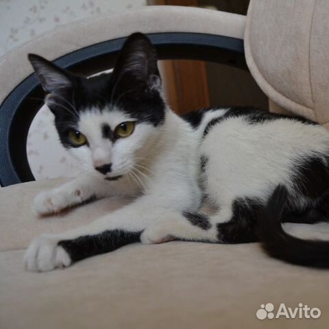 Котенок 6 мес Котенок 6 мес