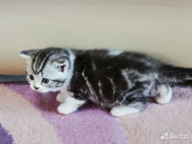 Британские котята Британские котята
