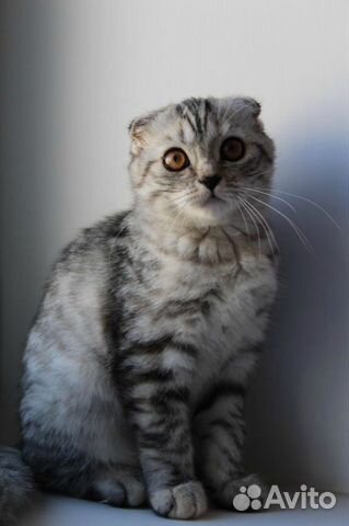 Элитные котята из питомника Элитные котята из питомника