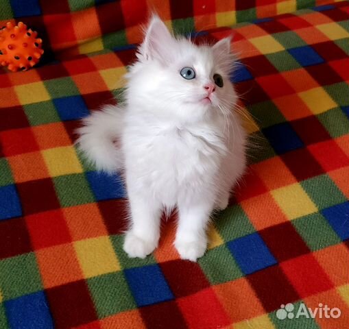 Замечательные котята скоттиш страйт