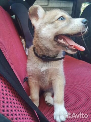 Сибирская хаски(метис)