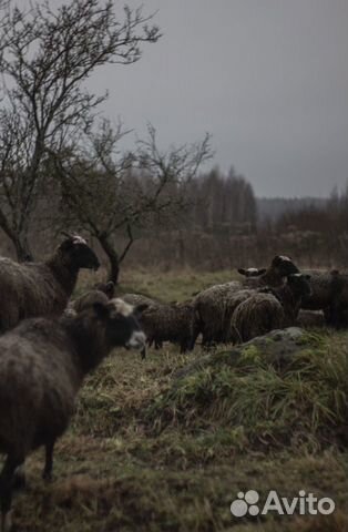 Зеркальный фотоаппарат Canon 550d с объективом Зеркальный фотоаппарат Canon 550d с объективом