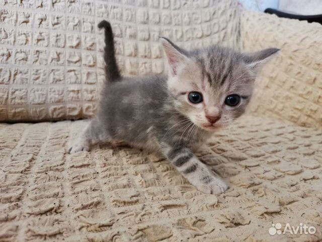 Котята Котята