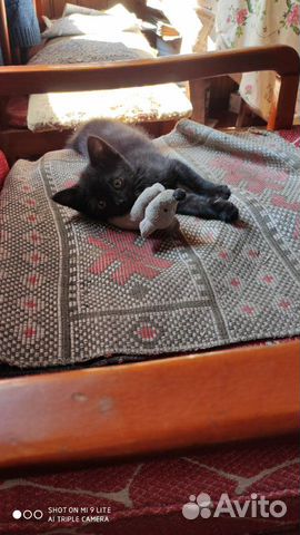 Котенок Котенок