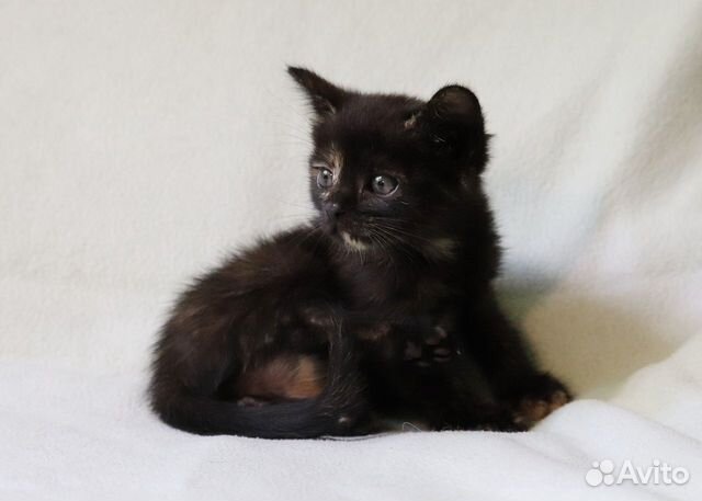 Черепаховый котёнок в дар Черепаховый котёнок в дар