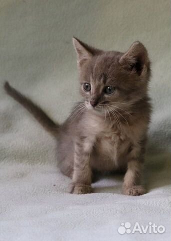 Красивый котёнок в дар Красивый котёнок в дар