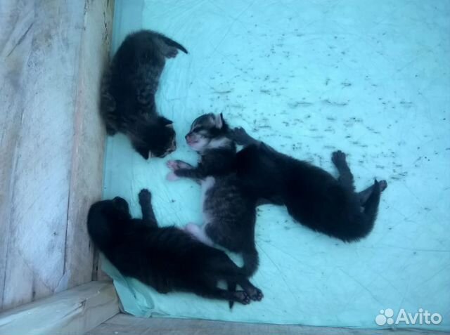 Котята в добрые руки