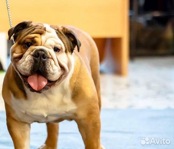 Английский бульдог (Вязка)