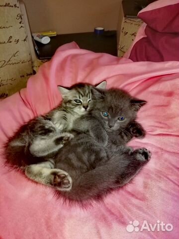Котятки