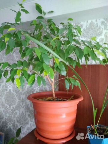 Фикус Бенджамина