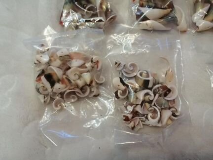 Ракушки декоративные