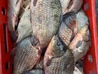 Доставка речной рыбы в Самаре