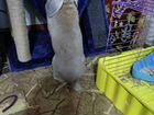 Кролик вислоухий декоративный с клеткой объявление продам