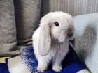 Карликовый кролик объявление продам