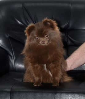 Мини девочка померанского шпица коричневого окраса