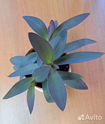 Сеткреазия пурпурная