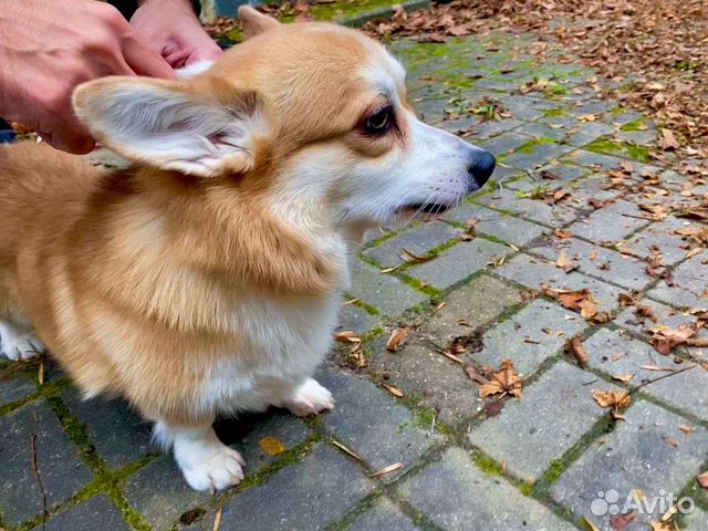 Вельш-корги пемброк вязка