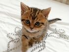Кошки котята британские объявление продам