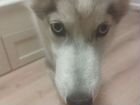 Сибирский хаски щенок объявление продам