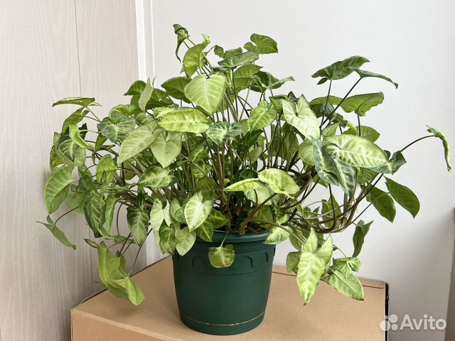 Сингониум в ассортименте