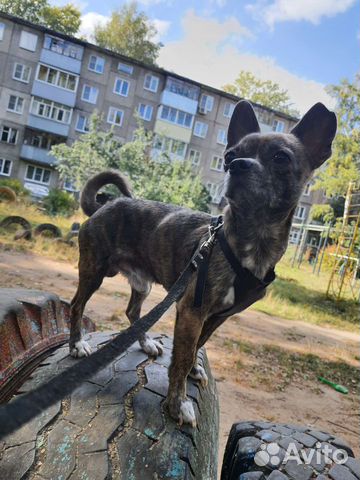 Чихуахуа кабель вязка