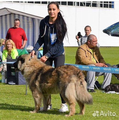 Шерсть кавказской овчарки, самоеда, ньюфа