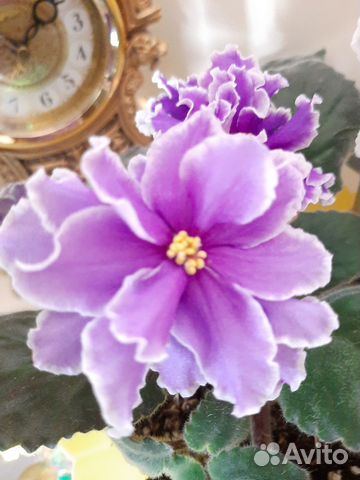 Махровые фиалки