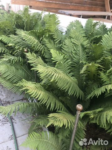 Папоротник