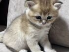 Котята породы золотая шиншилла объявление продам