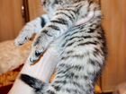 Шотландский котенок тигренок объявление продам