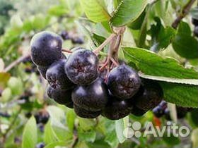 Арония черноплодная (черноплодная рябина)