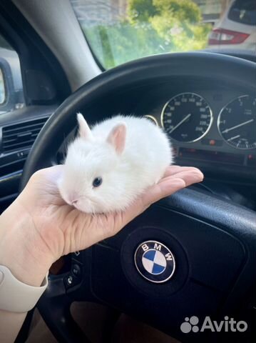 Декоративные мини кролики Гермелин