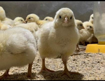 Цыплята бройлеры