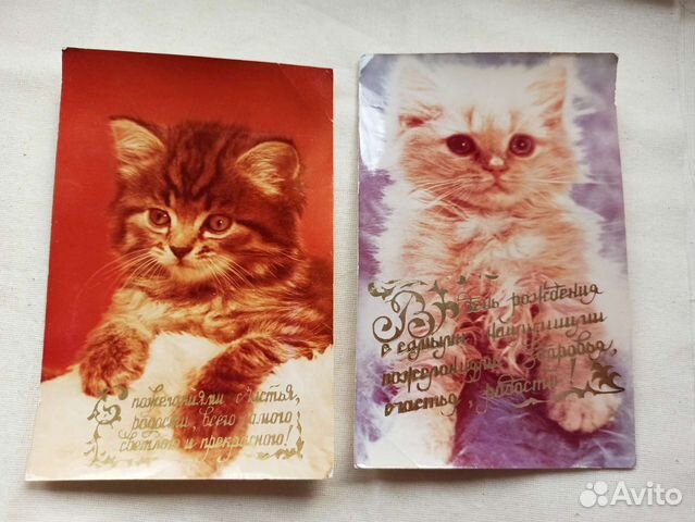 Фотооткрытки с котятами СССР