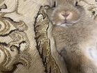 Карликовый декоративный кролик объявление продам
