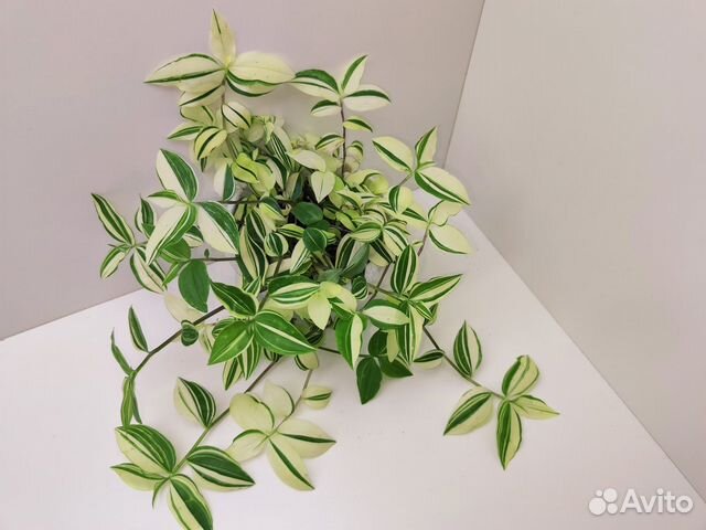 Традесканция Yellow Hil (желтый холм)