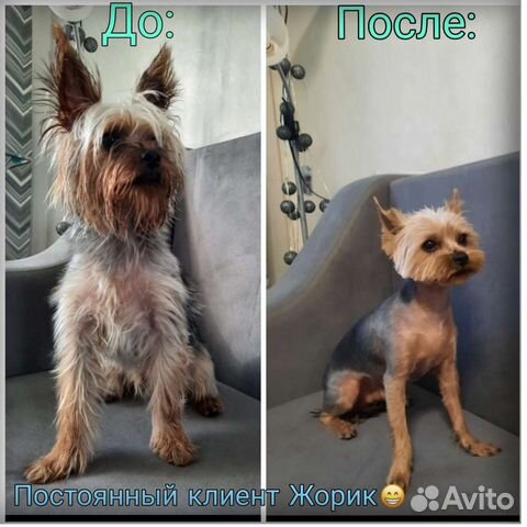 Груминг (стрижка) собак на Аверьянова
