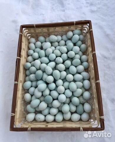 Перепелиные яйца