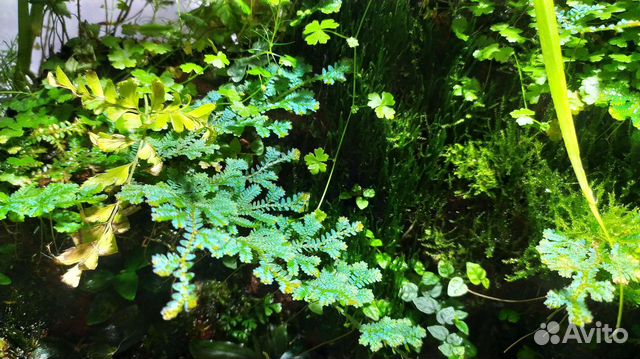 Растения для флорариума/палюдариума/террариума