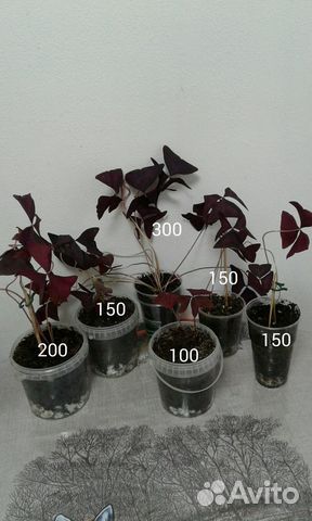 Кислица оксалис