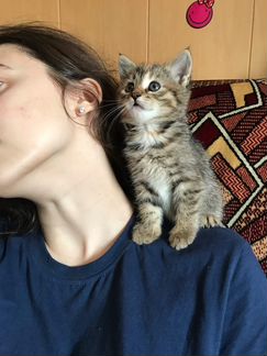 Передержка котов и кошек, пока вы в отпуске