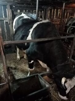 Коровы дойные молочные