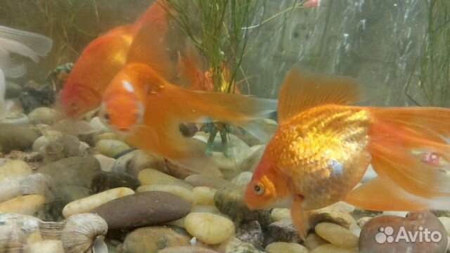 Аквариумные рыбки золотой рыба