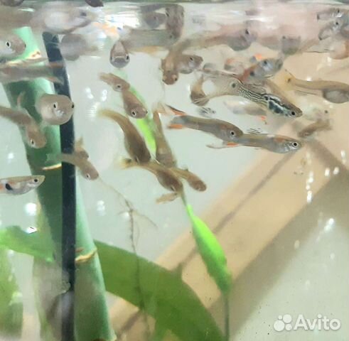 Мальки гуппи, рыба для аквариума