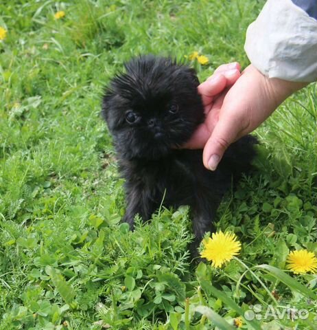 Бельгийский гриффон щеночки девочки и мальчики