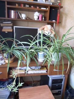 Хлорофитум